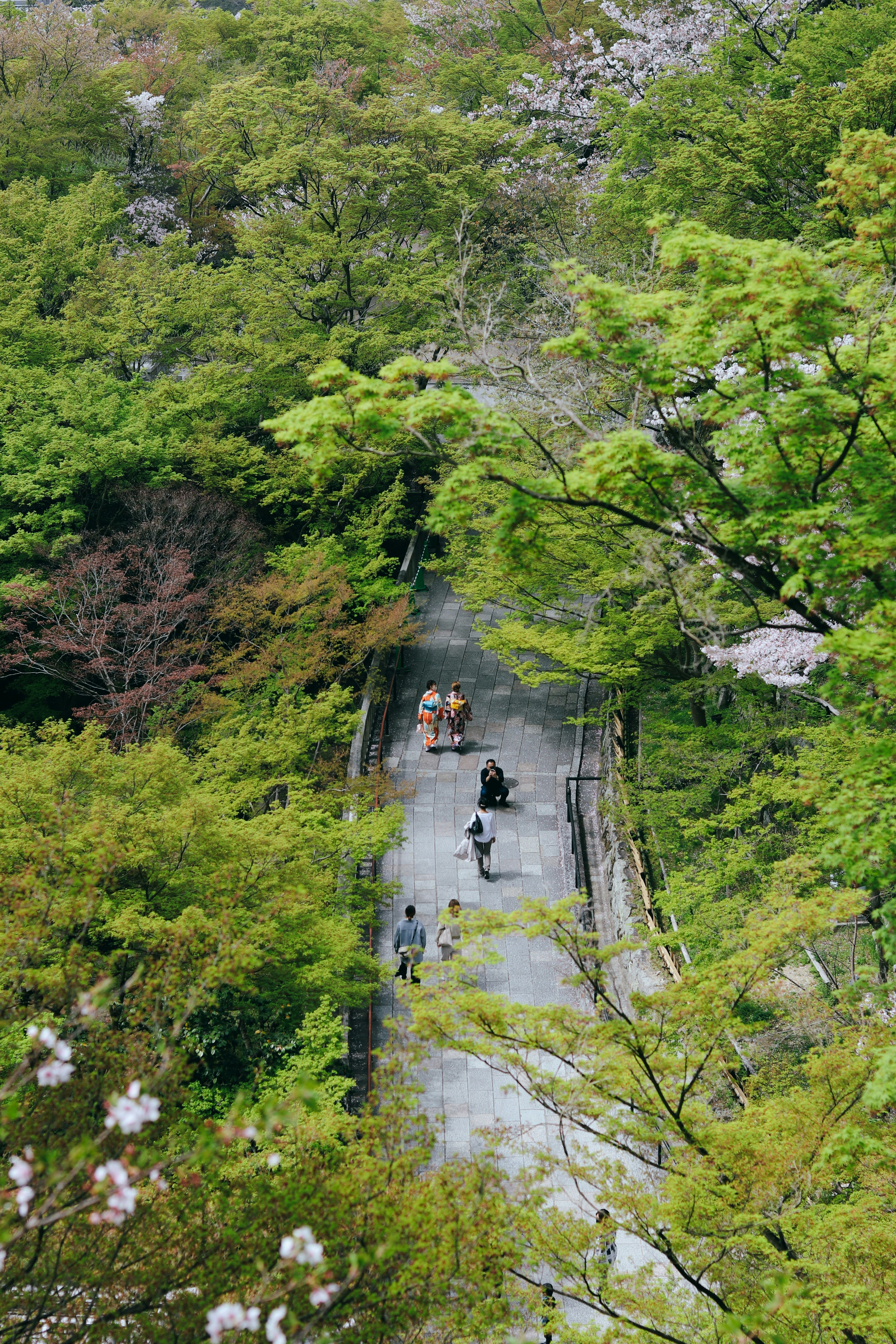 people walking on bridge between green trees during daytime